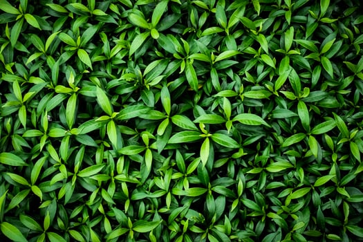 Leaf nature background concept. Fresh green leaf background image. photo