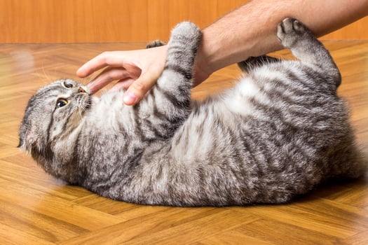 Man hand is playing with a lovely cat holding him by the paws photo