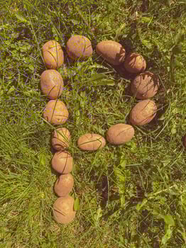 potatoes on green grass. large potatoes are lined with the letter P. edible alphabet. letters from vegetables. vegan letters. reading and writing photo
