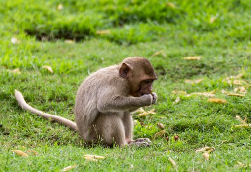 The Monkey Baby photo
