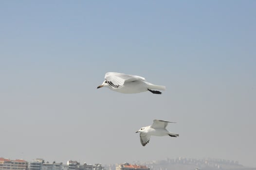 Seagulls on the Sea Izmir photo