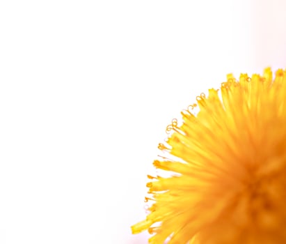 Yellow dandelion close-up on white background, pistils and pollen, floral background copy space, macro photography, selective focus photo