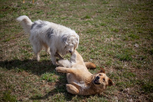 Dogs play. Pets on street. Big dogs fight. Walking pets in summer. photo