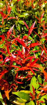 Beautiful portrait red leaf photo