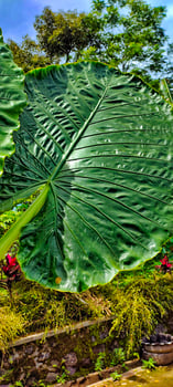 The giant taro leaf photo