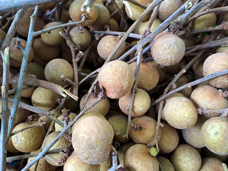 Longan, Dimocarpus longan, fruit from Asia, the same family of lychee. This fruit is often found in traditional and modern fruit markets photo
