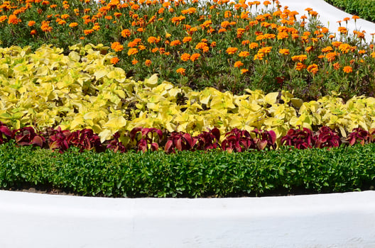 Coleus flowerpot. Beautiful perspective of natural coleus plant leaves photo