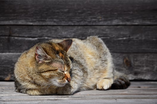 Photo of a multi-colored thick cat that lazily lays on a wooden surface
