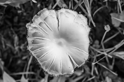 Photography to theme large beautiful poisonous mushroom in forest photo