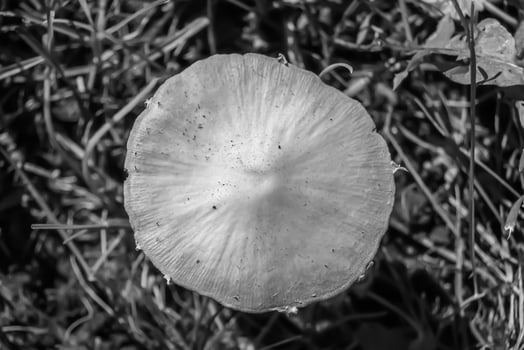 Photography to theme large beautiful poisonous mushroom in forest photo