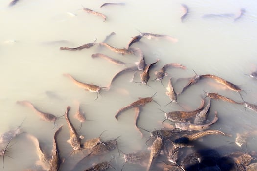 Large catfish swim in a river in northern Israel. photo