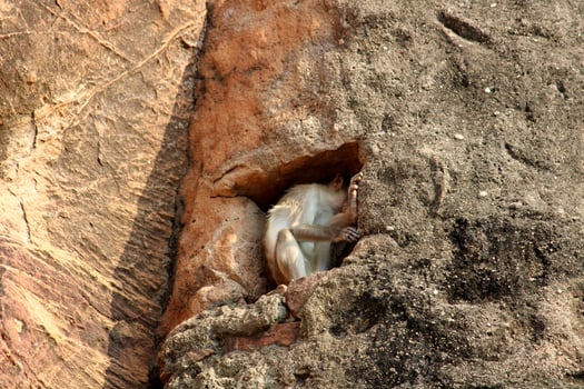 Bonnet Macaque Monkey in Badami Fort. photo