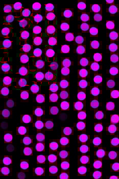 Unfocused abstract purple bokeh on black background. defocused and blurred many round light photo