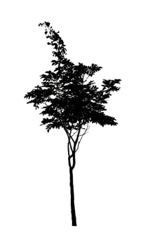 Tree silhouette for brush on white background photo