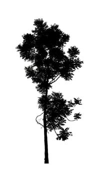 Tree silhouette for brush on white background photo