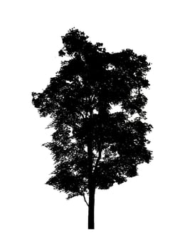Tree silhouette for brush on white background photo