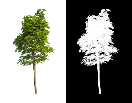 Tree isolated on a white background with clipping path and alpha channel photo