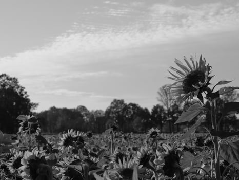 Sunflowers in westphalia photo