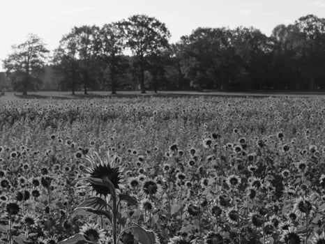 Sunflowers in westphalia photo