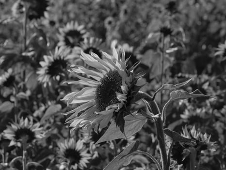 Sunflowers in westphalia photo