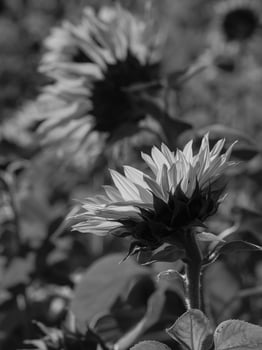 Sunflowers in westphalia photo