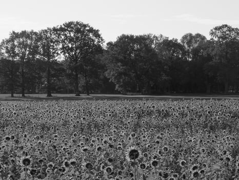 Sunflowers in westphalia photo