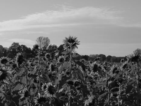 Sunflowers in westphalia photo