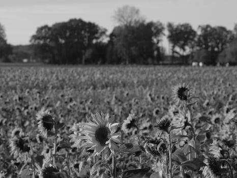 Sunflowers in westphalia photo