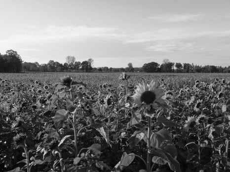 Sunflowers in westphalia photo