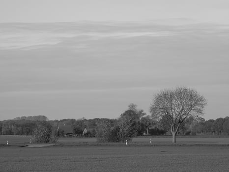 Sunflowers in westphalia photo