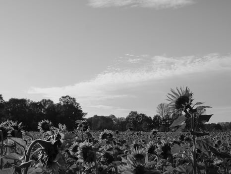 Sunflowers in westphalia photo