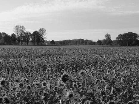 Sunflowers in westphalia photo
