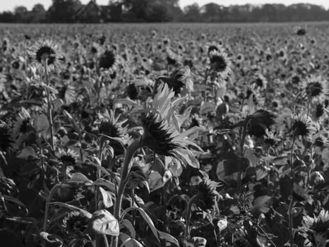 Sunflowers in westphalia photo