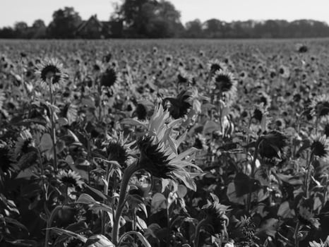 Sunflowers in westphalia photo
