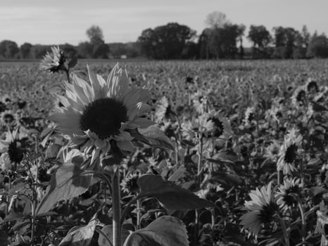 Sunflowers in westphalia photo