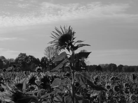 Sunflowers in westphalia photo