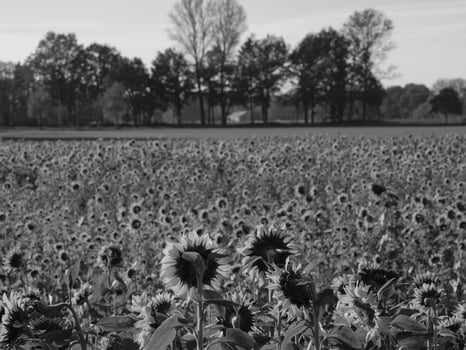 Sunflowers in westphalia photo