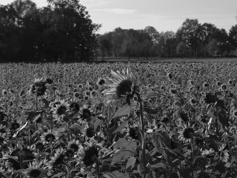 Sunflowers in westphalia photo