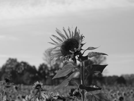 Sunflowers in westphalia photo