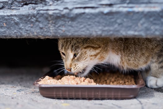 Homeless cateating at street from a plastic bowl photo