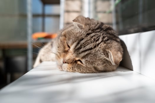 Cat, Scottish Fold, is in a depressed mood, she lies on the windowsill with half-open eyes and is sad. Pet health concept. photo