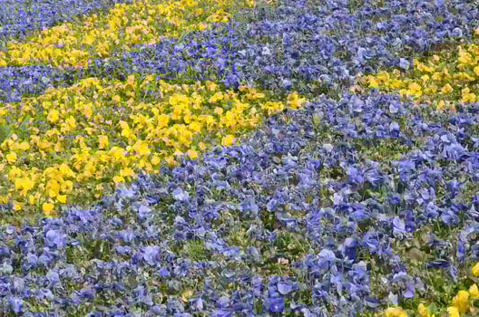 Beautiful violet and yellow blossoming pansies in the spring garden photo