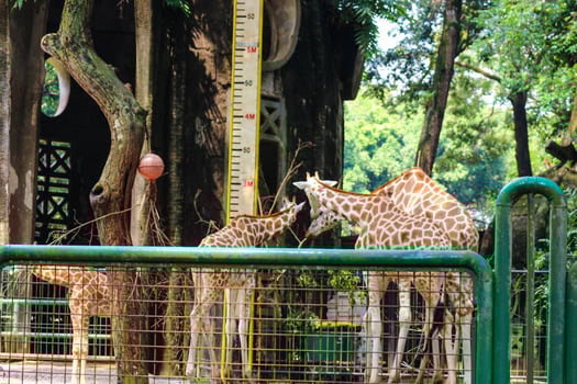 This is a photo of the giraffes in the Ragunan zoo.