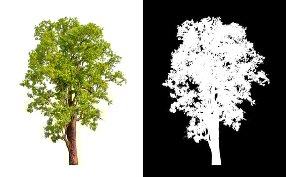 single tree with clipping path and alpha channel on black background photo