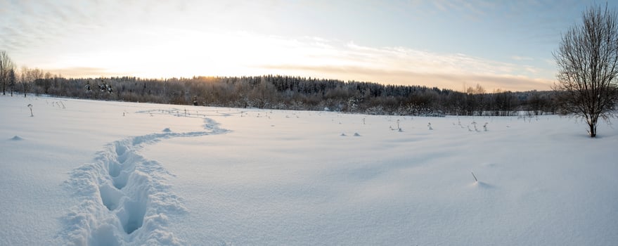 Human footprints in deep snowdrifts, on a snow-covered meadow, against the background of a forest, sky and sunset. Winter village landscape. photo
