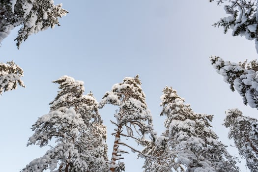 Beautiful snow-covered tops of pines and firs, against the blue sky on a sunny frosty winter day. Copy space. photo