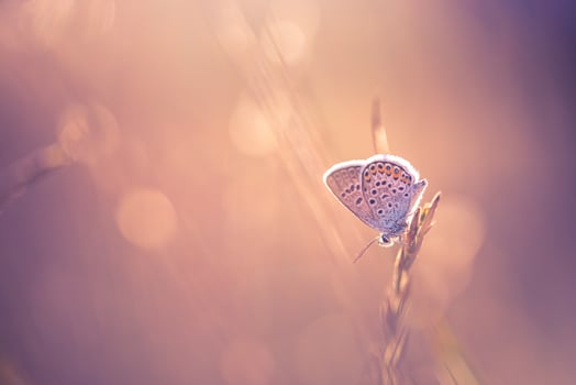 Sunset light nature meadow field with butterfly as autumn background. Beautiful dry fall meadow background. Amazing inspire nature closeup. Dream fantasy majestic natural foliage, tranquil blur bokeh photo