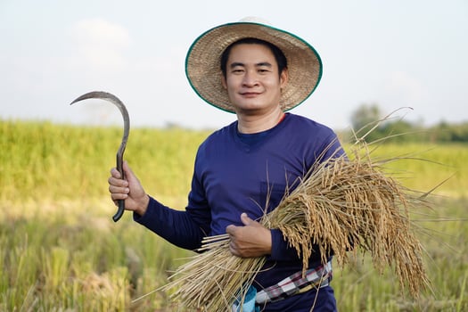 Handsome Asian male farmer wear hat, holds sickle and harvested rice plants at paddy field. Concept , Agriculture occupation. Farmer with organic rice. photo