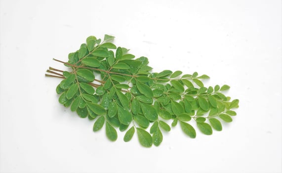 Edible moringa leaves over white background photo