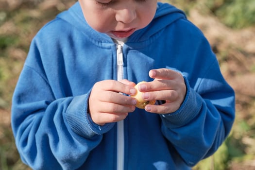 little boy holding a hell apple in his hands, close-up photo